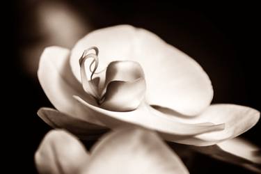 Original Fine Art Botanic Photography by Susan Burger