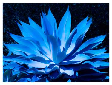 Moonlit Agave - Limited Edition 1 of 5 thumb