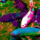 Colorful Koi 2 - Limited Edition of 25 by Susan Burger