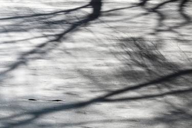 4 seasons in a local park - water reflections, winter 6 thumb