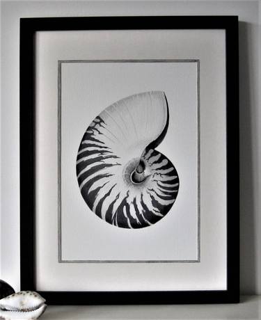 Framed Nautilus Shell Watercolour Painting By Edwina Paston Cooper Saatchi Art