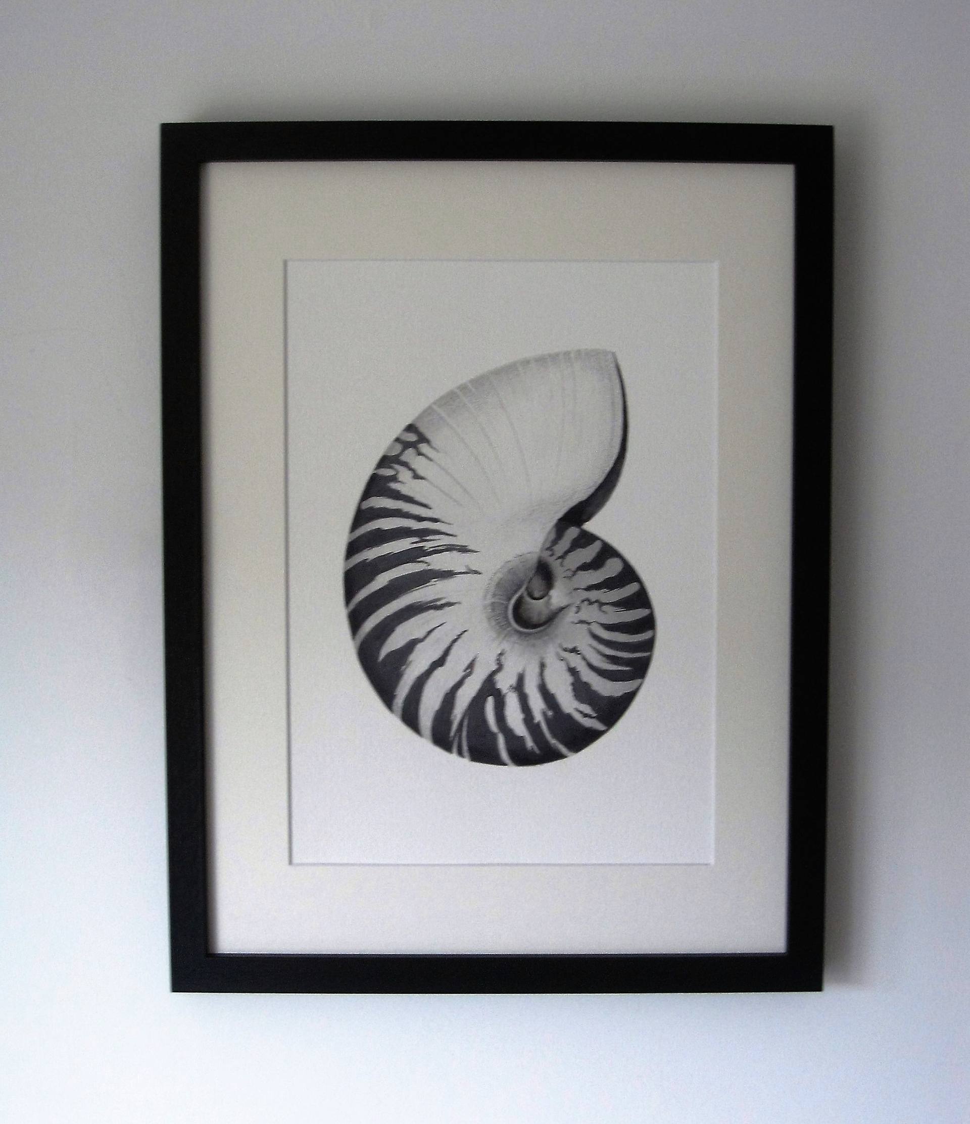 Framed Nautilus Shell Watercolour Painting By Edwina Paston Cooper Saatchi Art