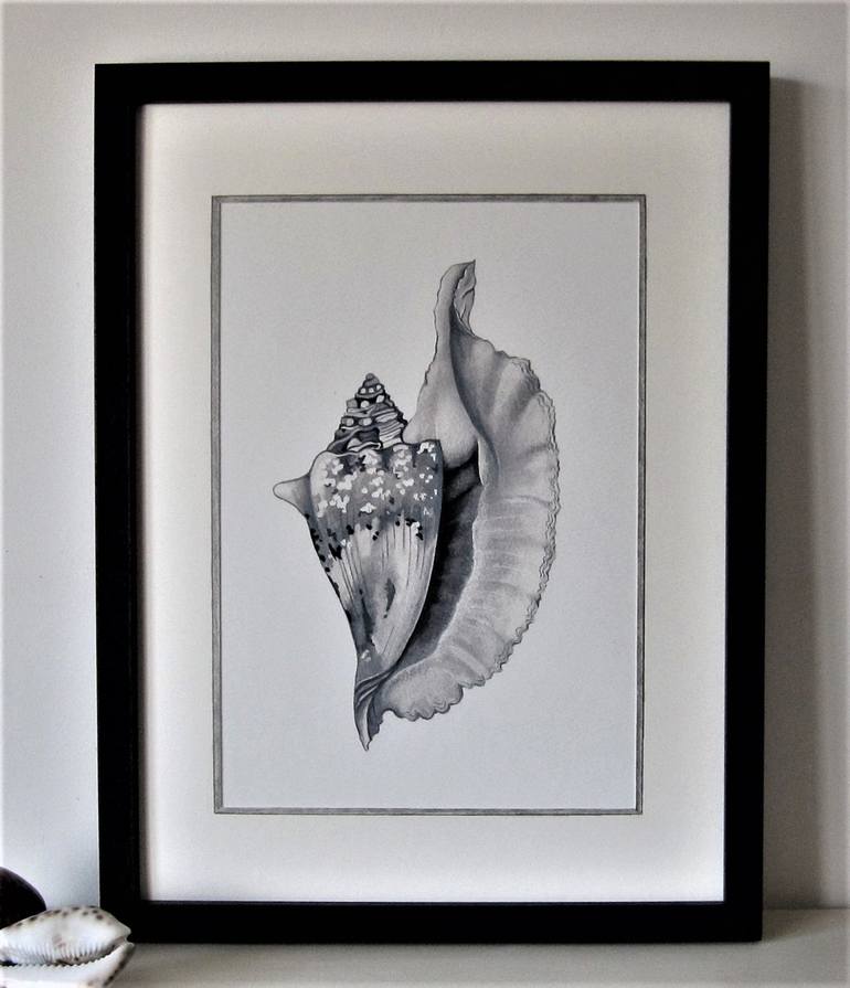Framed Conch Shell Watercolour Painting by Edwina Paston-Cooper ...
