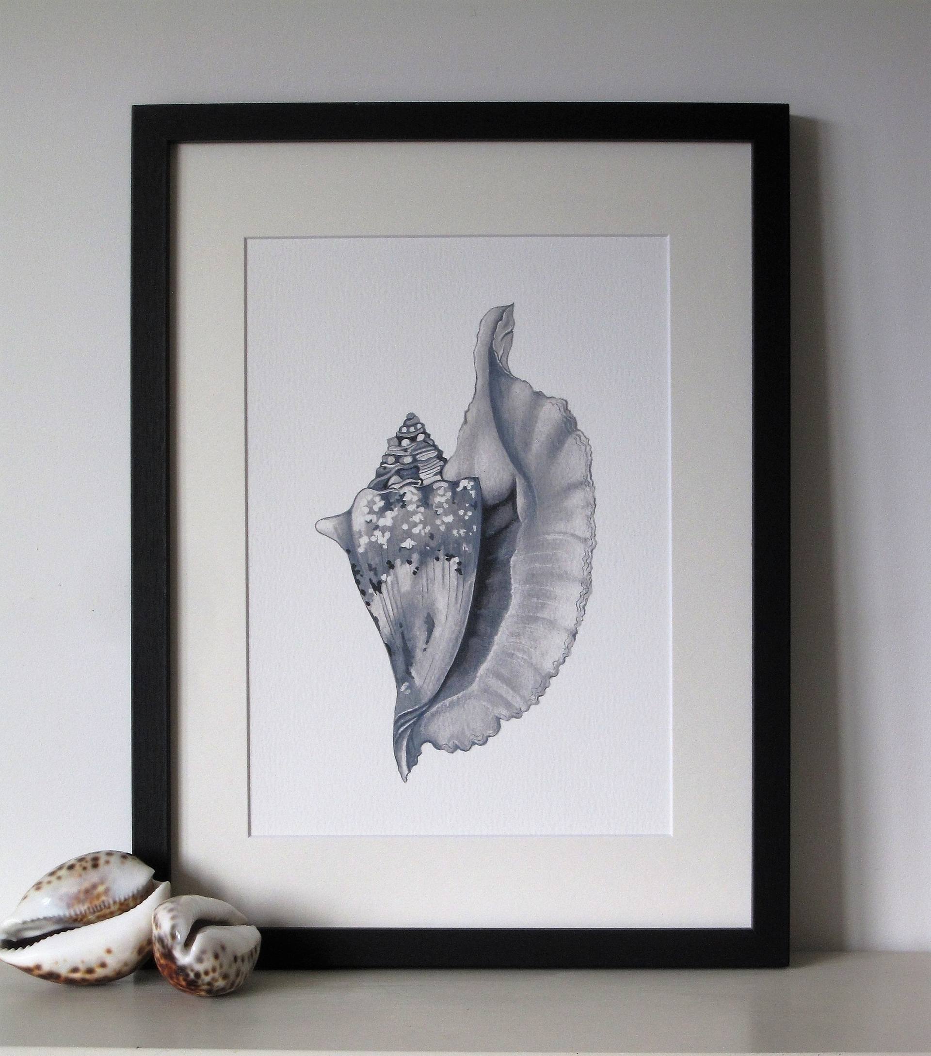 Framed Conch Shell Watercolour Painting By Edwina Paston Cooper Saatchi Art