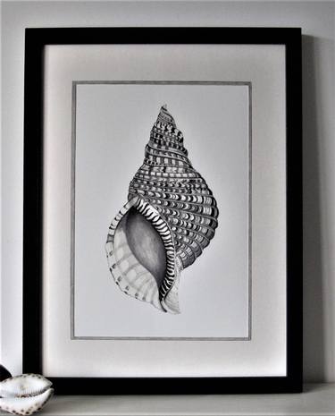 Framed Triton Shell Watercolour thumb