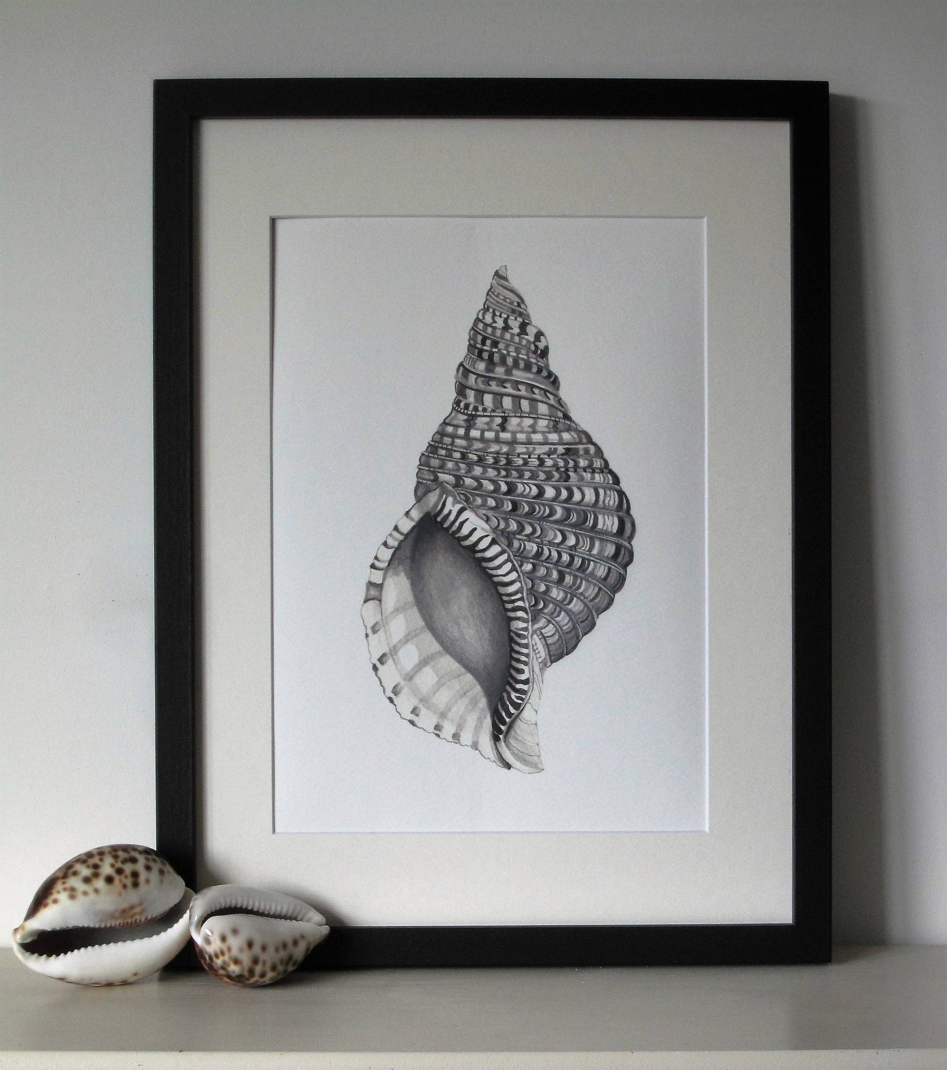 shell framed art