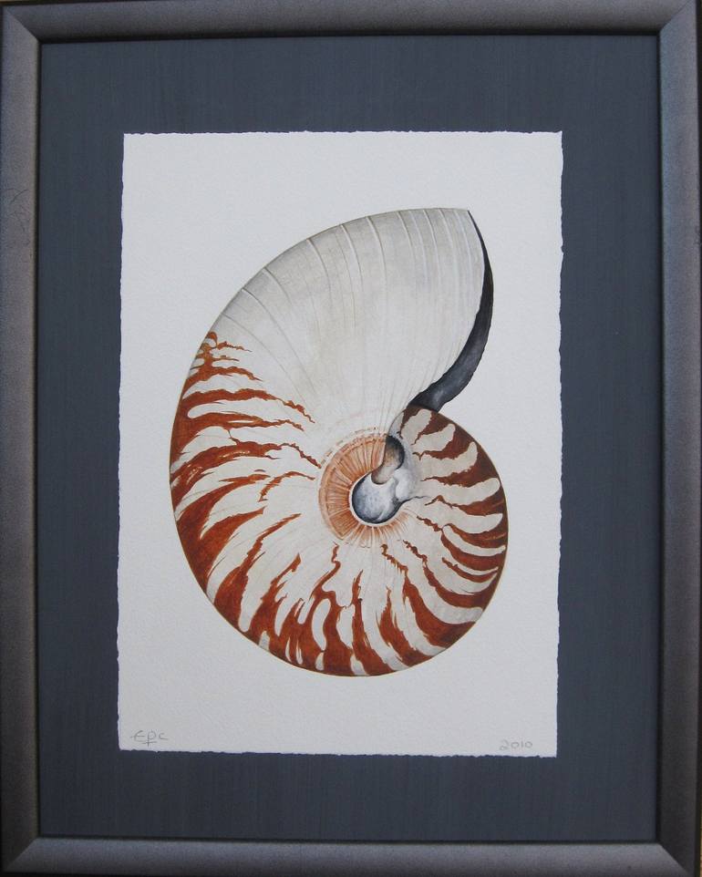 Nautilus Shell Painting By Edwina Paston Cooper Saatchi Art