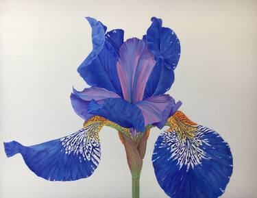 Original Fine Art Botanic Paintings by Edwina Paston-Cooper