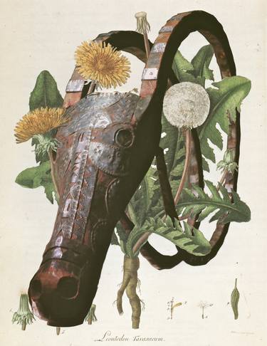 Print of Botanic Collage by Deborah Stevenson