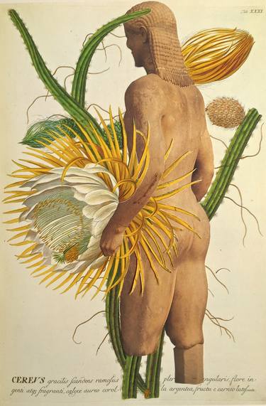 Print of Dada Botanic Collage by Deborah Stevenson