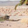 A dream that takes underwater travelers through a dry desert.