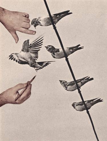 Print of Animal Collage by Deborah Stevenson