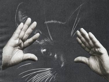 Print of Conceptual Cats Collage by Deborah Stevenson