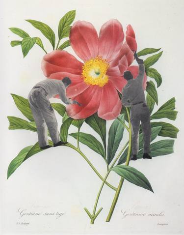 Print of Botanic Collage by Deborah Stevenson