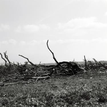 Original Tree Photography by Nigel Kenny