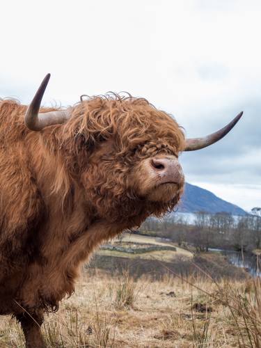 Highland bull thumb
