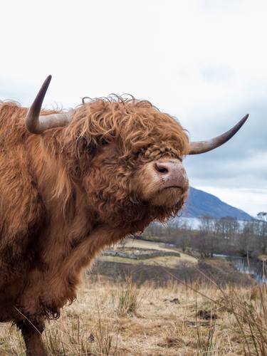 Print of Documentary Animal Photography by Nigel Kenny