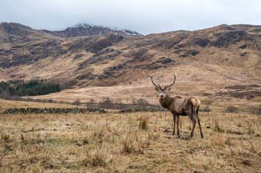 Young Highland Stag thumb