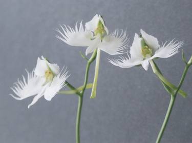 Three White Egret Orchids thumb