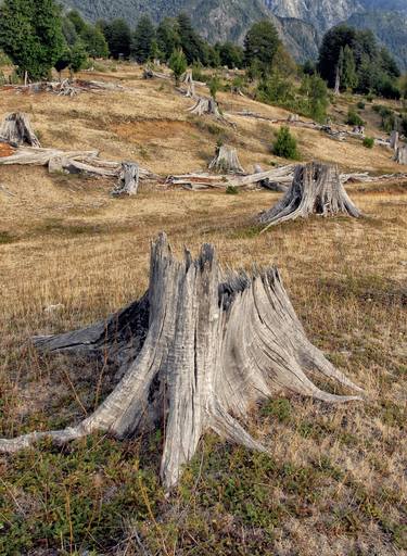 Original Photorealism Nature Photography by Ivan Konar