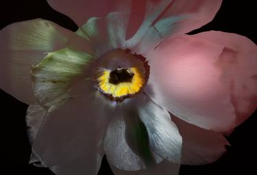 Original Abstract Botanic Photography by Eileen Lerner