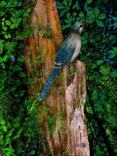 "Blue Jay in the old woods" thumb