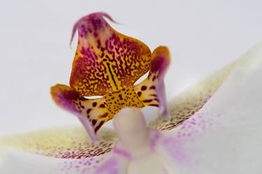 The beauty of an Orchid thumb