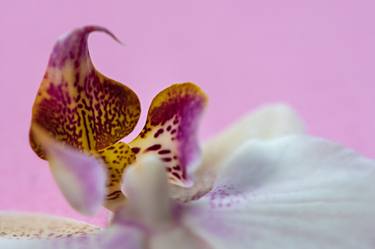 Orchid on pink background thumb