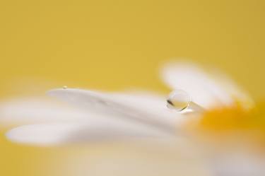 Droplet Cosmos flower petal on yellow background thumb