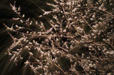 Apricot Blossoms thumb