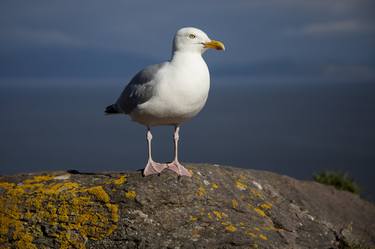 Original Animal Photography by Andy MacLeod