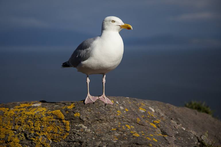 Seagull Photography by Andy MacLeod | Saatchi Art