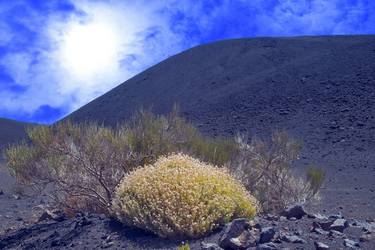 Tenerife National Park : Volcanic Flora thumb