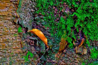 Print of Fine Art Tree Photography by Jean-luc Bohin