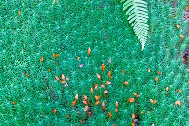 Original Abstract Botanic Photography by Jean-luc Bohin