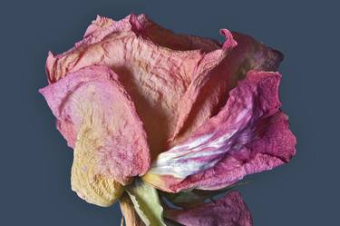 Original Floral Photography by Jean-luc Bohin