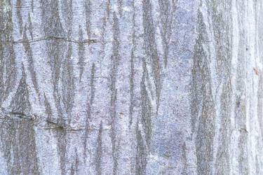 Beech Bark design thumb