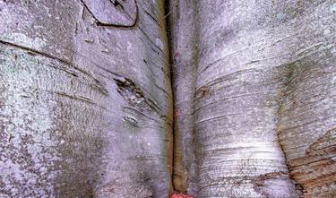 Original Tree Photography by Jean-luc Bohin