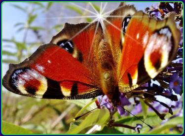 Tagpfauenauge - Butterfly thumb