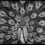 Peacock by Katarzyna Cyganik