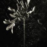 Scratched Flower - - Limited Edition 1 of 20 by Mauro Palmieri