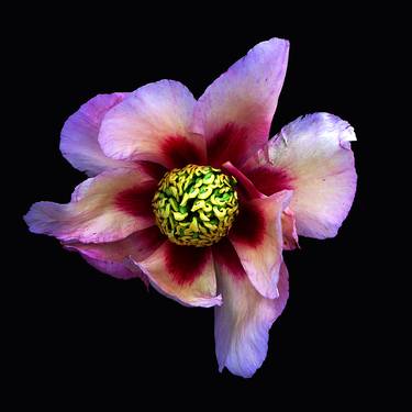Print of Realism Floral Photography by Bronwyn Oldham