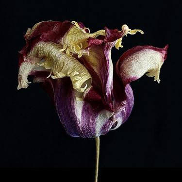 'Jester's Hat' Faded Tulip thumb