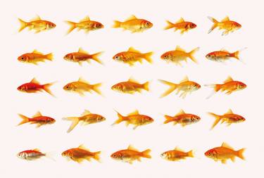 portraits of goldfish 50001 thumb