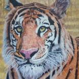 Tiger Stare by Bhagvati Nath