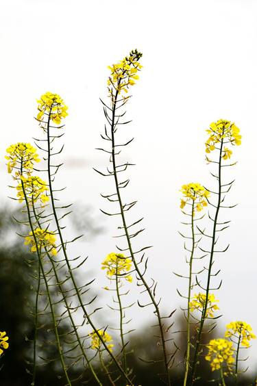 Nature-Yellow flowers thumb