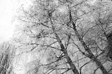 Tree at Winter - Limited Edition 1 of 100 thumb