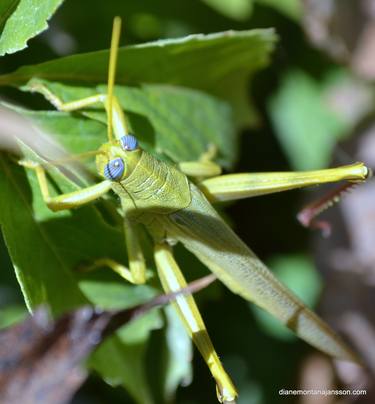 Original Documentary Nature Photography by Diane Montana Jansson