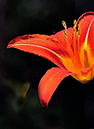 Artistic Elegant Orange Daylily Flower thumb