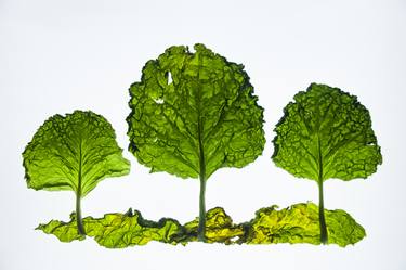 Landscape with savoy cabbage - Limited Edition 1 of 10 thumb